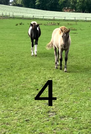 boxenschild pferd Pferde 4 Bild