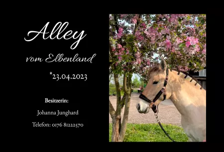 boxenschild pferd Pferde Alley Bild