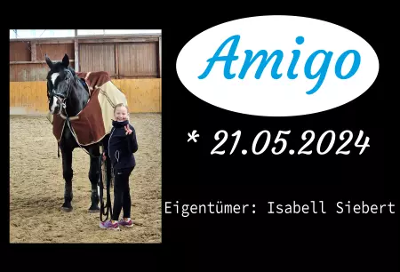 boxenschild pferdPferde Amigo Bild
