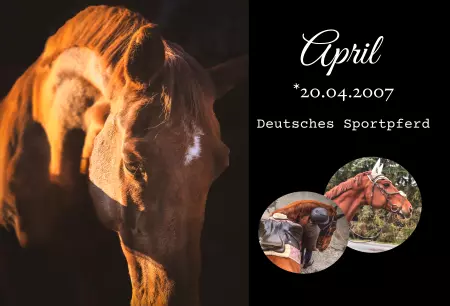 boxenschild pferd Pferde April Bild
