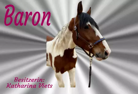 boxenschild pferdPferde Baron Bild