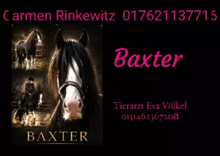boxenschild pferd Pferde Baxter Bild