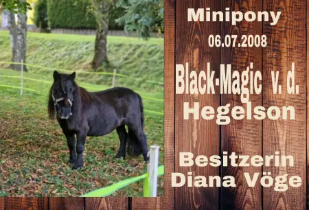 boxenschild pferd Pferde Black-Magic Bild