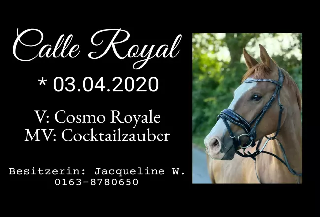 boxenschild pferd Pferde Calle Royal Bild