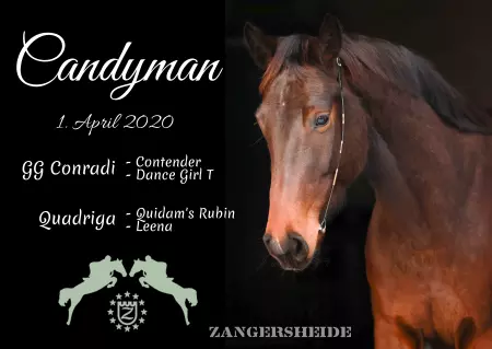 boxenschild pferdPferde Candyman Bild