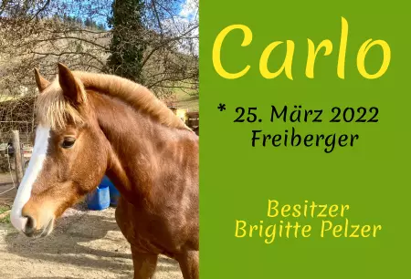 boxenschild pferdPferde Carlo Bild