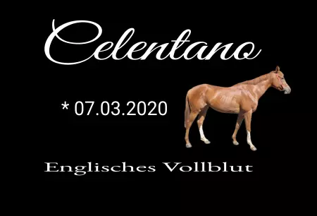 boxenschild pferd Pferde Celentana Bild