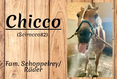 boxenschild pferdPferde Chicco Bild