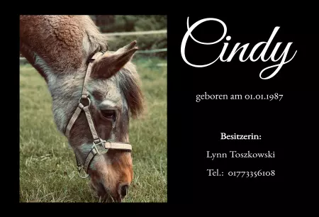 boxenschild pferdPferde Cindy Bild