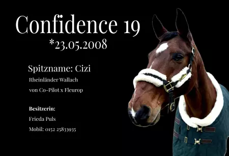 boxenschild pferdPferde Confidence 19 Bild
