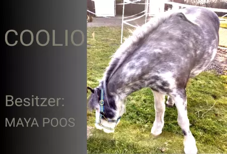 boxenschild pferdPferde Coolio Bild