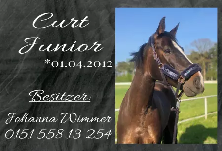 boxenschild pferdPferde Curt Junior Bild