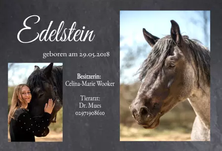 boxenschild pferdPferde Edelstein Bild