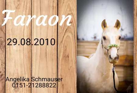 boxenschild pferdPferde Faraon Bild
