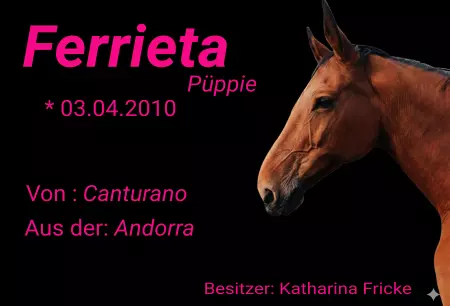 boxenschild pferdPferde Ferrieta Bild