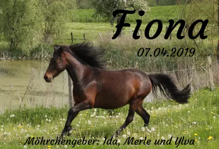 boxenschild pferdPferde Fiona Bild