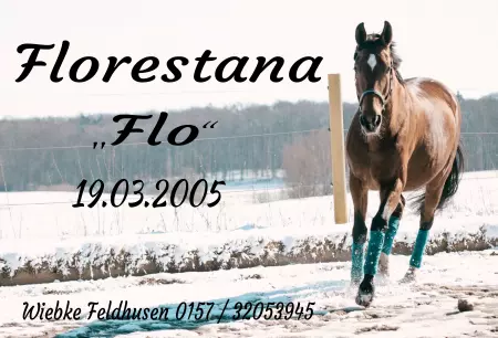 boxenschild pferdPferde Florestana Bild