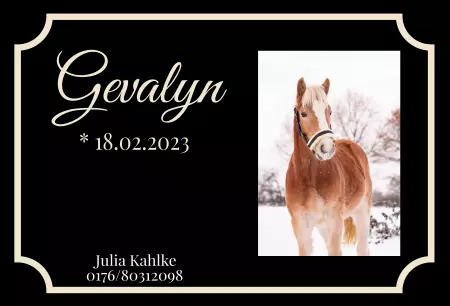 boxenschild pferdPferde Gevalyn Bild
