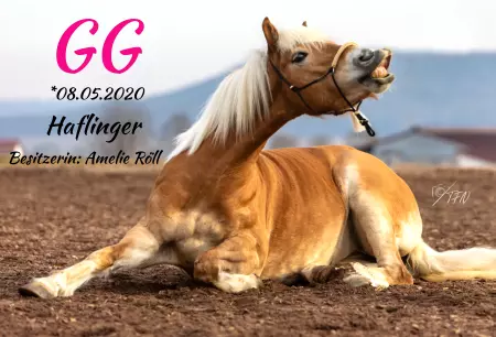 boxenschild pferd Pferde GG Bild