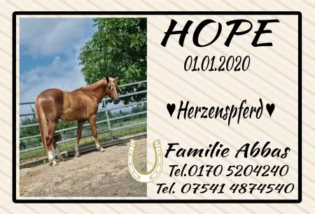 boxenschild pferd Pferde HOPE Bild