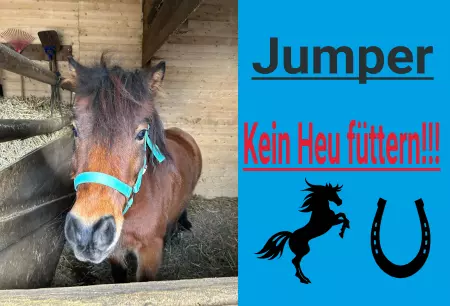boxenschild pferdPferde Jumper Bild