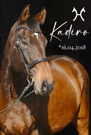 boxenschild pferdPferde Kadiro Bild