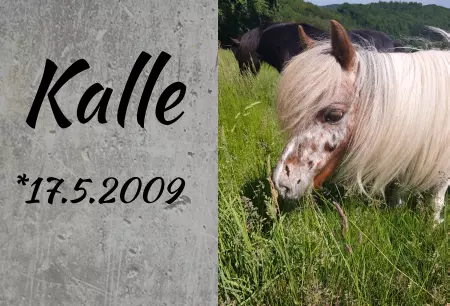 boxenschild pferdPferde Kalle Bild