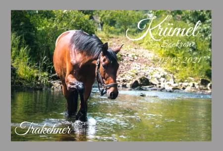 boxenschild pferdPferde Krümel Bild