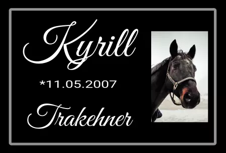 boxenschild pferdPferde Kyrill Bild