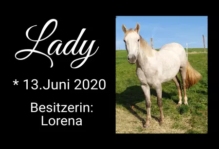 boxenschild pferdPferde Lady Bild