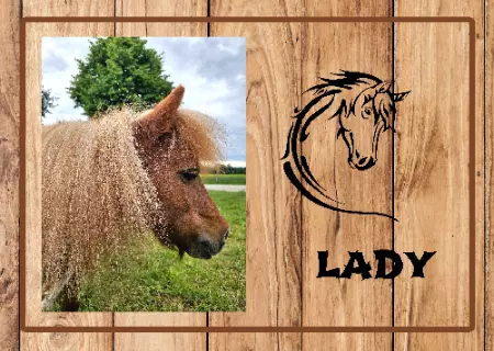 boxenschild pferd Pferde Lady Bild