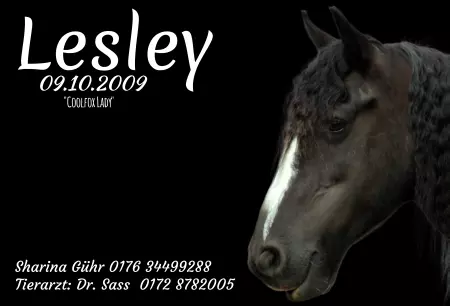 boxenschild pferdPferde Lesley Bild