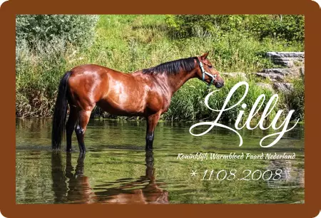boxenschild pferdPferde Lilly Bild