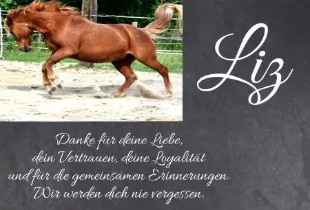 boxenschild pferdPferde Liz Bild