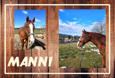 boxenschild pferd Pferde MANNI Bild
