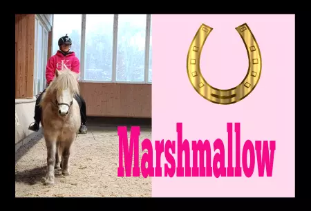 boxenschild pferdPferde Marshmallow Bild