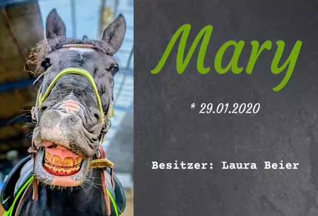 boxenschild pferd Pferde Mary Bild