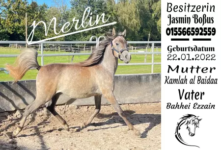 boxenschild pferdPferde Merlin Bild