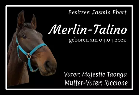 boxenschild pferd Pferde Merlin-Talino Bild