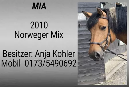 boxenschild pferdPferde MIA Bild