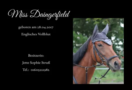 boxenschild pferdPferde Miss Daingerfield Bild