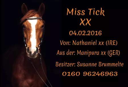 boxenschild pferdPferde Miss Tick Bild