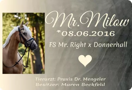 boxenschild pferdPferde Mr. Milou Bild