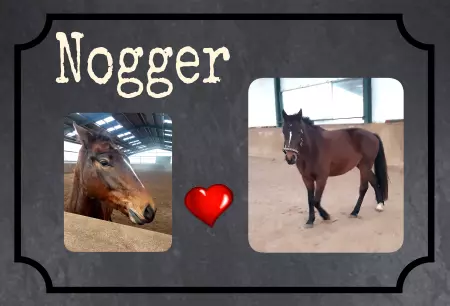 boxenschild pferdPferde Nogger Bild