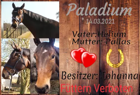 boxenschild pferd Pferde Paladium Bild