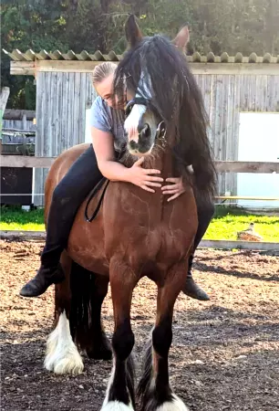 boxenschild pferd Pferde Pferd Bild