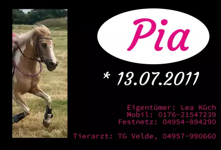 boxenschild pferdPferde Pia Bild
