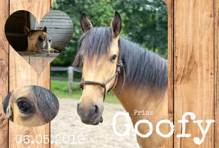 boxenschild pferdPferde Prinz Goofy Bild