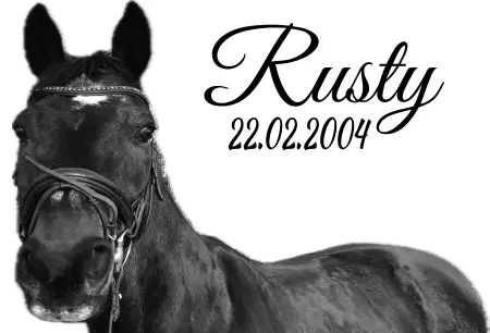 boxenschild pferdPferde Rusty Bild