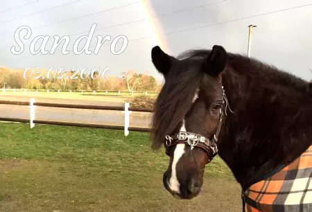 boxenschild pferdPferde Sandro Bild